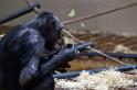 Burgers Zoo 064